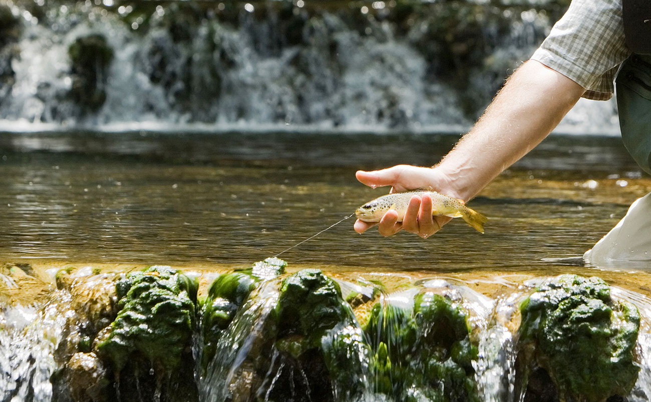 stages de pêche à theme avec guide de pêche professionnel