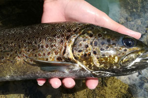 Technique de base de la peche à la mouche