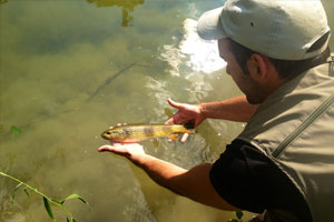 Découverte de la pêche à la mouche avec un guide