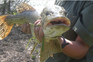 stage de peche brochet