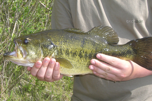 stage de pêche carnassier